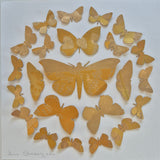 Little Golden Butterflies