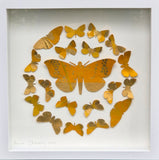 Little Golden Butterflies