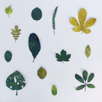 Leaves-collection