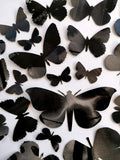 Black Butterflies- framed Small