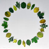 Leaves-circle